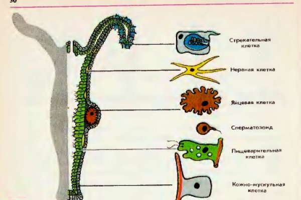 Рабочие ссылки на кракен 2025